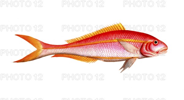 Fish, Fishes, Seabream family, Sparus chrysurus, the gold-tailed gilt-head, Historical, digitally restored reproduction from a 19th century original, Record date not stated