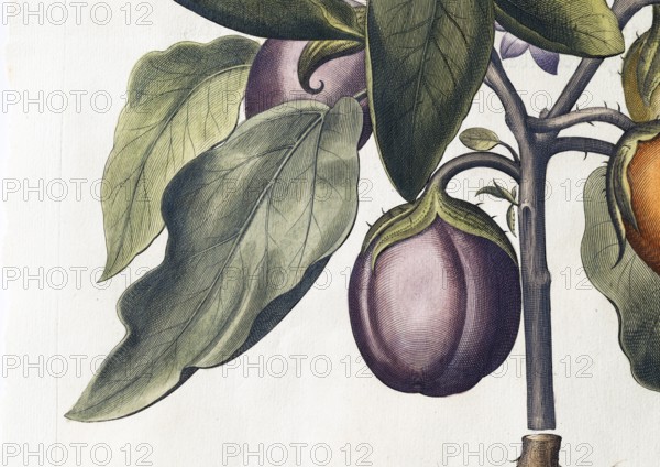 Aubergine (Solanum melongena) or egg plant, hand-coloured copperplate engraving by Basilius Besler, from Hortus Eystettensis, 1613Aubergine (Solanum melongena) or egg plant