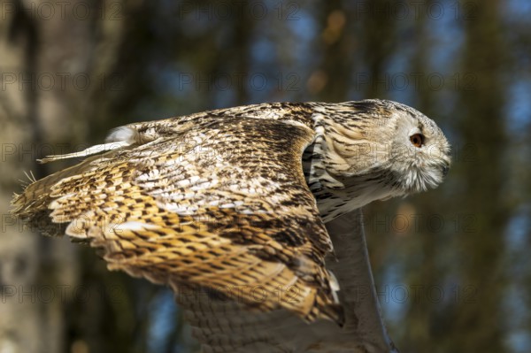 Flying owl with detailed patterns on the wings in daylight, Siberian Eagle Owl (Bubo bubosibiricus), Germany, Europe
