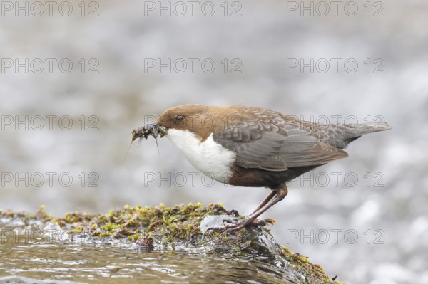 White-throated Dipper (Cinclus cinclus) on a mossy stone on the bank of a river, with caddis fly larvae in its beak, wildlife, nature photography, songbird, Siegerland, North Rhine-Westphalia, Germany, Europe