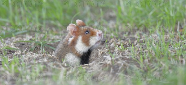 European hamster (Cricetus cricetus), in a meadow, just coming out of its burrow, Vienna, Lower Austria, Austria, Europe
