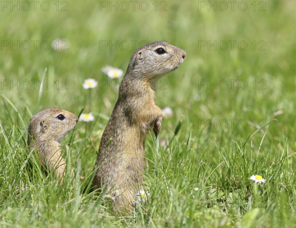 European ground squirrel (Spermophilus citellus) looking out of its burrow with curiosity and interest, Lake Neusiedl National Park, Burgenland, Austria, Europe
