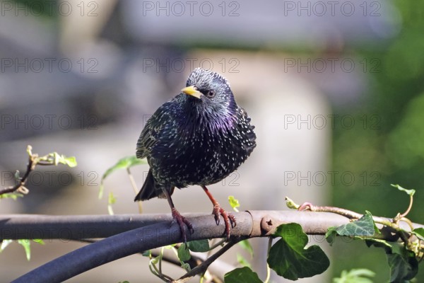 A starling sits on a branch with ivy leaves while sunlight illuminates it, Braunschweig, Lower Saxony, Germany, Europe