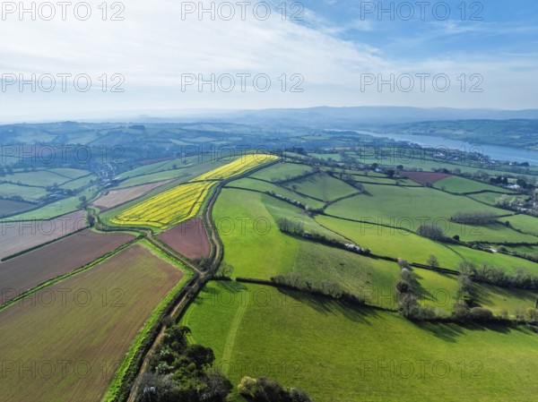 Rapeseed fields over the River Teign from a drone, Teignmouth, Shaldon, Devon, England, United Kingdom, Europe