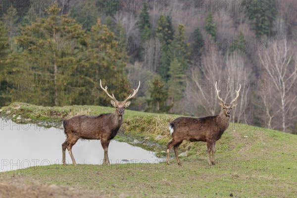 Two Japanese sika deer stags (Cervus nippon nippon) stand attentively in a meadow in hilly terrain and look at the photographer. A forest can be seen in the background