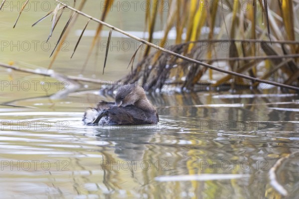 Little grebe (Tachybaptus ruficollis) Germany