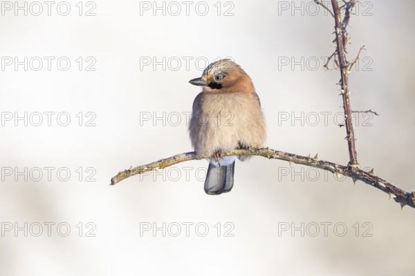 Eurasian jay /Garrulus glandarius) Germany