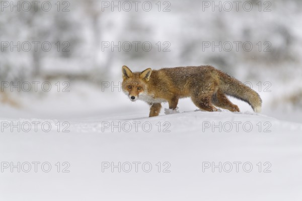 Red fox (Vulpes vulpes), walks through a snowy landscape, its fur blending with the white surroundings in a wintery scene, Czech Republic, Europe