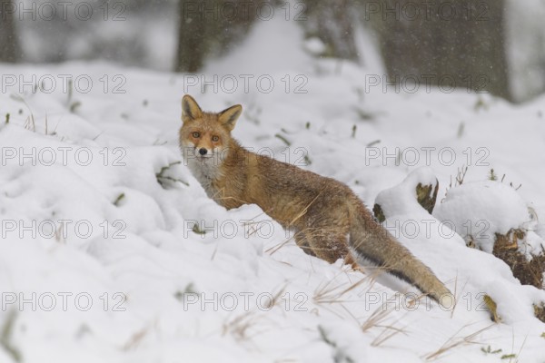 Red fox (Vulpes vulpes), standing in a snow-covered forest, blending into the winter scenery, Czech Republic, Europe