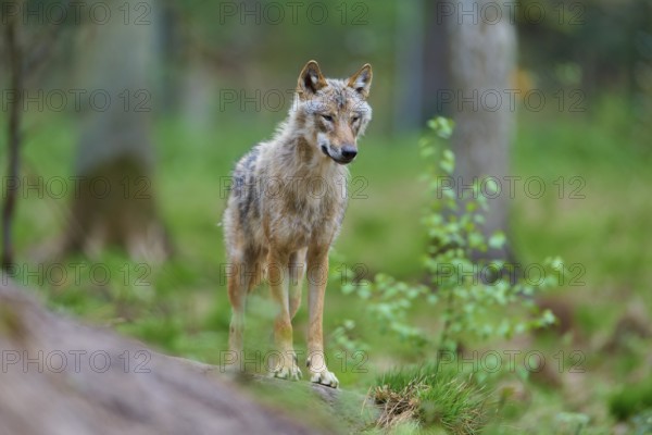A gray wolf (Canis Lupus), standing in the forest on an elevated point surrounded by green vegetation and trees, Germany, Europe
