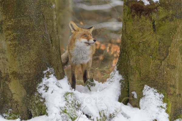Red fox (Vulpes vulpes), standing between two trees in a snowy forest, Czech Republic, Europe