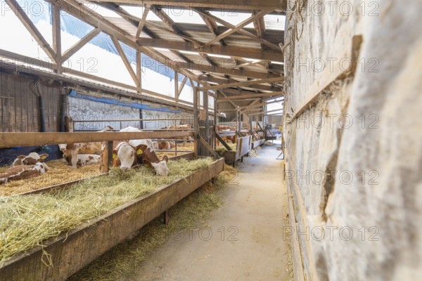 Paddock with cows and natural light in a structured wooden construction, Haselstaller Hof, Gechingen, Black Forest, Germany, Europe
