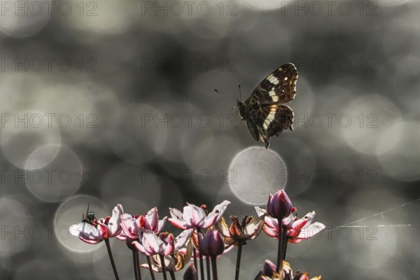 A map butterfly (Araschnia levana) flies over pink flowers, sparkling background, Hesse, Germany, Europe