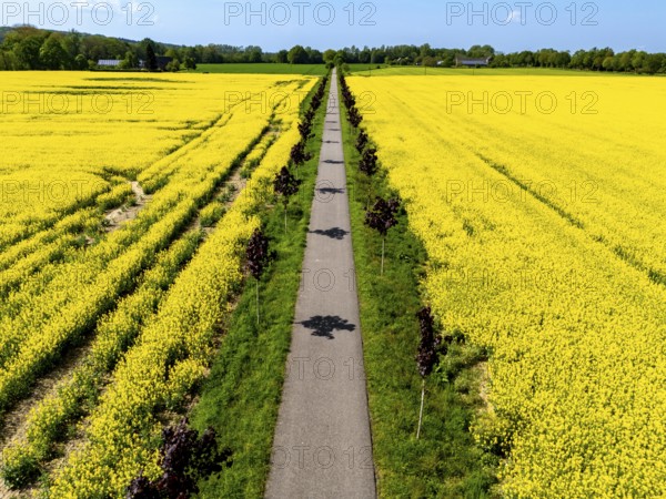The avenue cycle path between Xanten and Marienbaum, Kalkar, on the Lower Rhine, former railway line, now part of a cycle path network, spring, rape field in bloom, Xanten, North Rhine-Westphalia, Germany, Europe