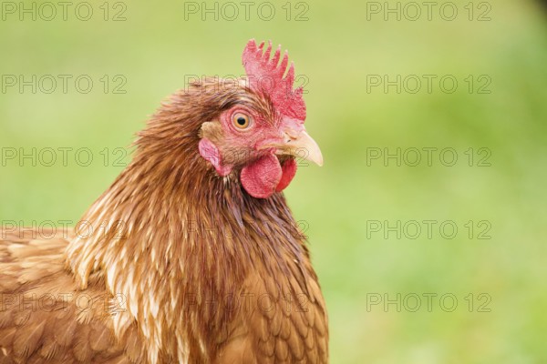 Close-up of a chicken with brown feathers and a red comb in an outdoor setting, Chicken (Gallus domesticus), Austria, Europe