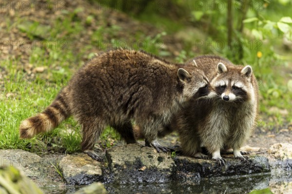 Two raccoons (Procyon lotor)