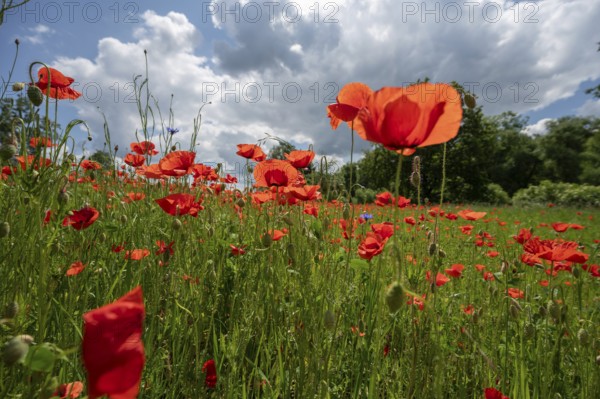 Flowering poppy (Papaver Rheos) in a field, Bavaria, Germany, Europe