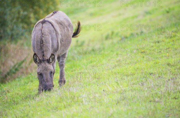 Donkey (Equus asinus asinus) or domestic donkey, completely grey coloured variant with eel line and shoulder cross stands on a dyke and beats with its tail, green meadow, summer, early autumn, looking into the camera, pricked ears, attentive, close-up, portrait, portrait, district Heidekreis, Allertal, Lower Saxony, Germany, Europe