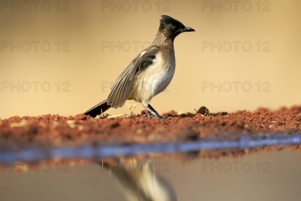 Grey bulbul (Pycnonotus barbatus), adult, at the water, Kruger National Park, Kruger National Park, Krugerpark, South Africa, Africa
