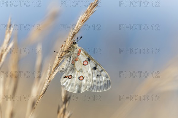 Mountain Apollo butterfly (Parnassius apollo) in a meadow. Drome, Alpes de haute Provence, France, Europe