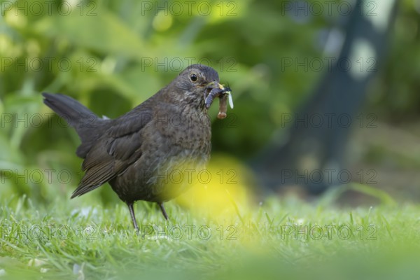 European blackbird (Turdus merula) adult female bird with a beak full of food in its beak on a garden lawn, England, United Kingdom, Europe