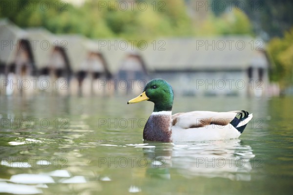 Wild duck (Anas platyrhynchos) male swimming in the water, lake, Bavaria, Germany, Europe
