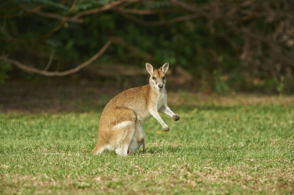 Close-up of an agile wallaby (Macropus agilis) on a meadow wildlife in Australia