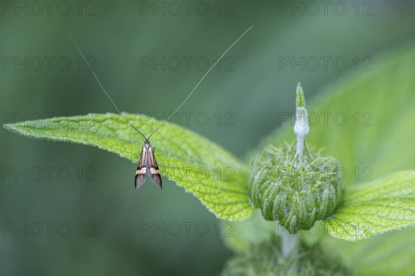 Longhorn butterfly (Nemophora degeerelle), Emsland, Lower Saxony, Germany, Europe