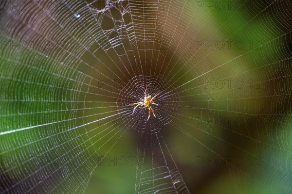 Spider in a spider's web, Tortuguero National Park, Costa Rica, Central America