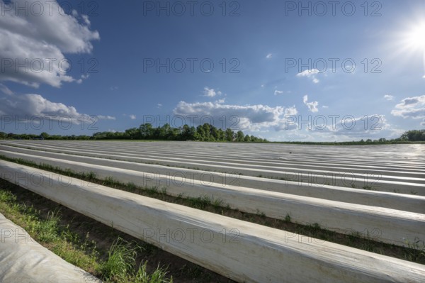 Asparagus field covered with white foil (Asparagus) in the backlight, Middle Franconia, Bavaria, Germany, Europe