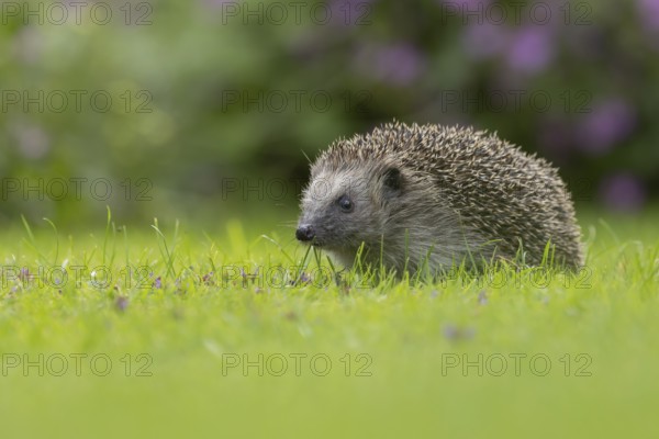 European hedgehog (Erinaceus europaeus) adult animal on a garden grass lawn in the summer, Suffolk, England, United Kingdom, Europe