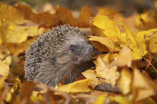 European hedgehog (Erinaceus europaeus) adult animal on fallen autumn leaves in a garden, Suffolk, England, United Kingdom, Europe