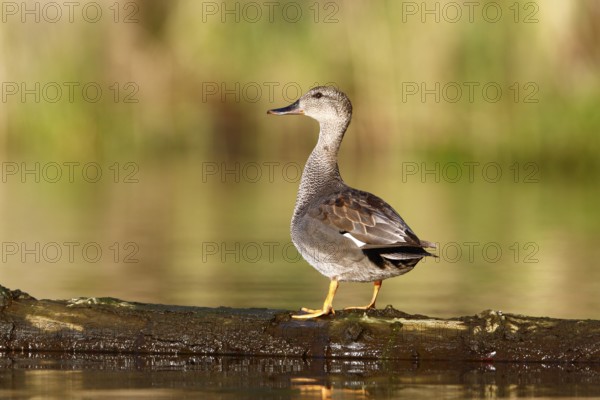Gadwall (Mareca strepera) resting on a floating tree trunk, Flusslandschaft Peenetal nature park Park, Mecklenburg-Western Pomerania, Germany, Europe