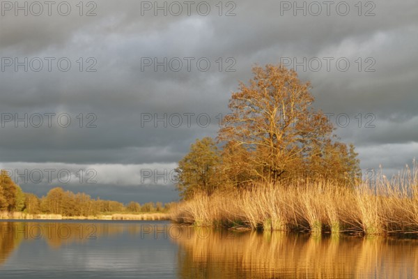 Evening mood on the Peene in spring, alders on the banks of the Peene, dramatic light mood, Naturpark Flusslandschaft Peenetal, Mecklenburg-Vorpommern, Germany, Europe