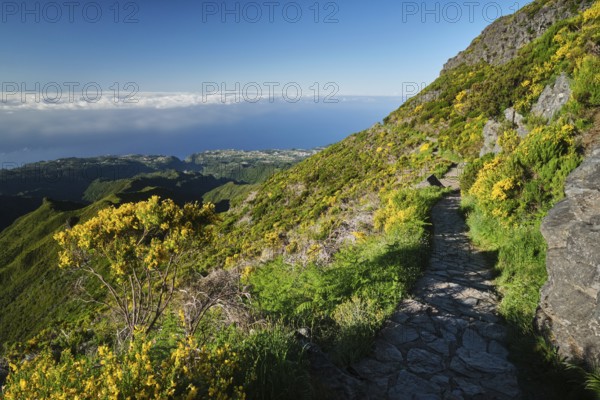 The hiking trail in mountains to Pico Ruivo with blooming Cytisus shrubs, Madeira island, Portugal, Europe
