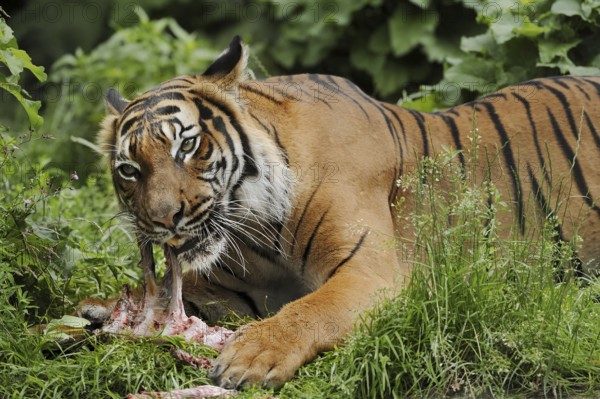 Sumatran tiger (Panthera tigris sumatrae), feeding, captive, occurring on Sumatra, Indonesia, Asia