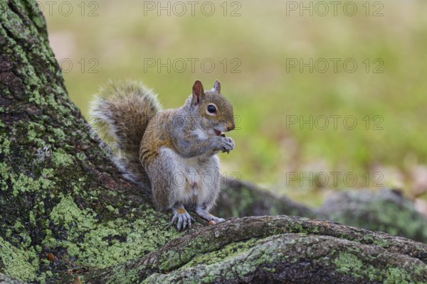 American grey squirrel (Sciurus carolinensis), sitting on a tree root in a green and natural environment, Pembroke Pines, Florida, USA, North America