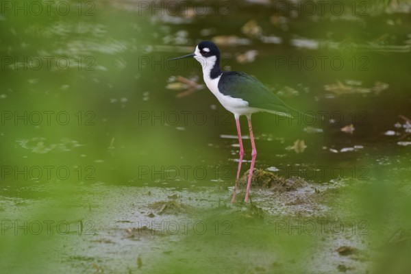 Black-necked Stilt (Himantopus mexicanus), Wakodahatchee Wetlands, Delray Beach, Florida, USA, North America