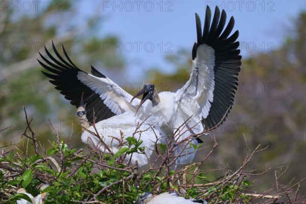 Wood Stork (Mycteria americana), with spread wings perches on a nest made of branches in a natural setting, Wakodahatchee Wetlands, Delray Beach, Florida, USA, North America