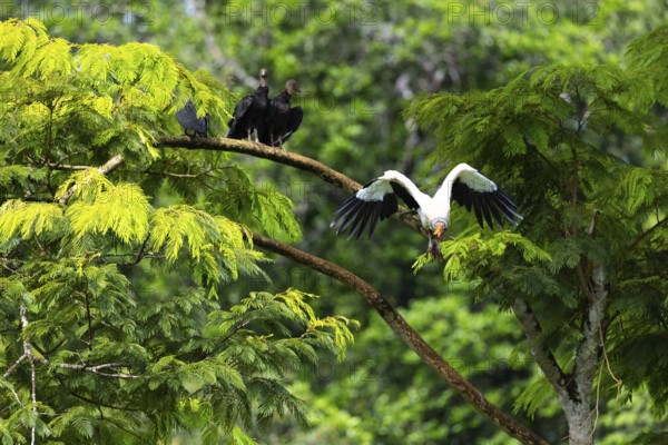King vulture (Sarcoramphus papa), cock, vulture birds (Aegypiinae), Laguna del Lagarto Lodge, Alajuela, Costa Rica, Central America