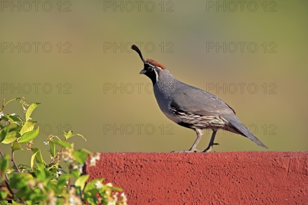 Gambel's quail (Callipepla gambelii), adult, male, alert, Sonoran Desert, Arizona, North America, USA, North America