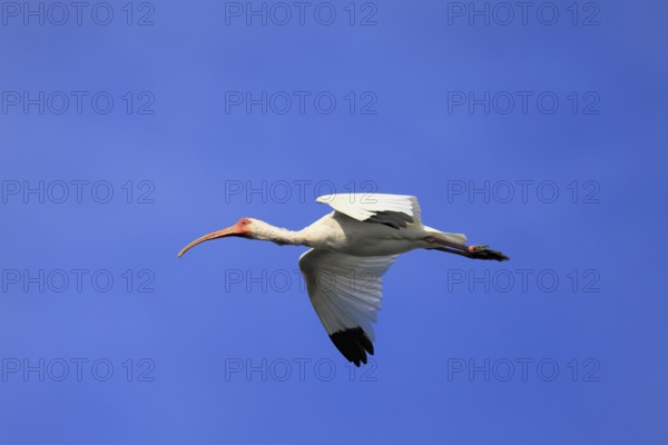 Snowy Ibis, (Eudocimus albus), adult, flying, St. Augustine, Florida, USA, North America