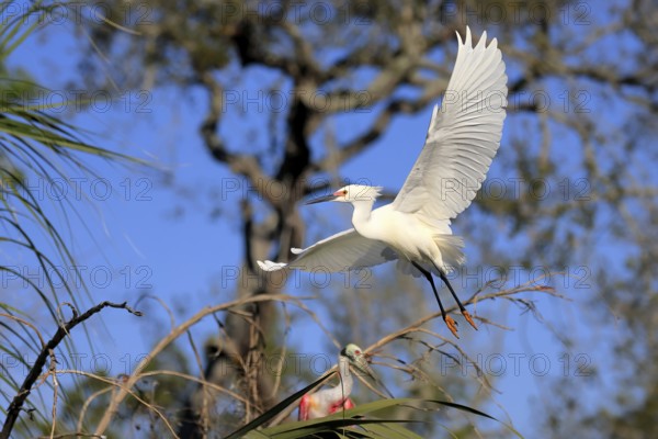 Great Egret (Egretta thula), adult, flying, St. Augustine, Florida, North America, USA, North America