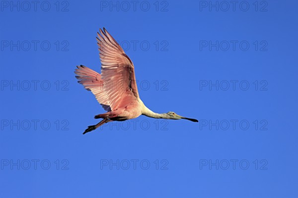 Roseate spoonbill (Platalea ajaja), adult, flying, St. Augustine, Florida, North America, USA, North America