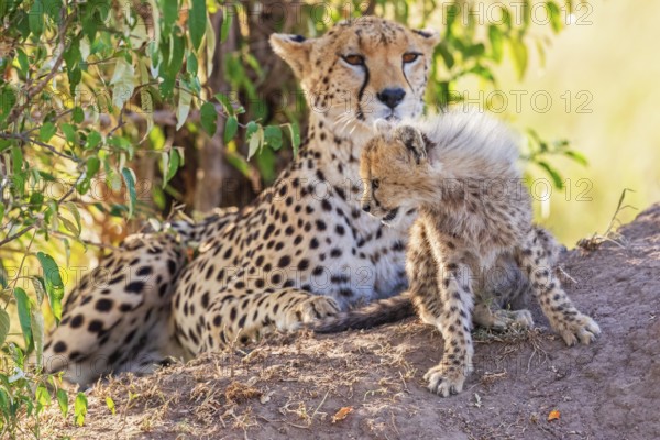 Cheetah (Acinonyx jubatus) with a cub lying and resting in the shade under a bush on the savannah, Maasai Mara National Reserve, Kenya, Africa
