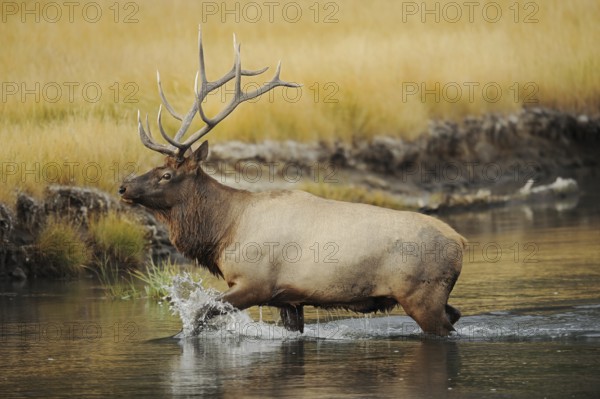 Wapiti (Cervus canadensis, Cervus elaphus canadensis), male crossing a river, Yellowstone National Park, Wyoming, USA, North America