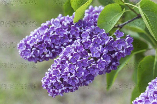 Blooming lilac in the botanical garden in spring