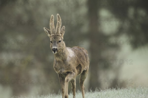 European roe deer (Capreolus capreolus) buck with bast horns and shaggy winter coat moves into the meadow, Allgäu, Bavaria, Germany, Europe
