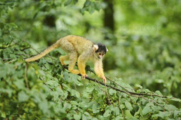 Common squirrel monkey (Saimiri sciureus) in a tree, captive, distribution South America