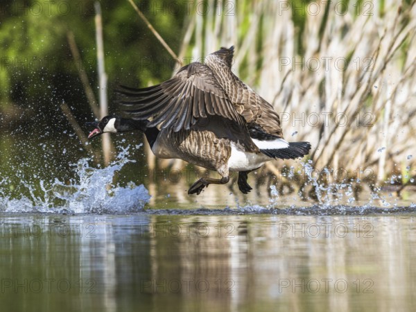 Canada Goose, Branta canadensis, bird running on water